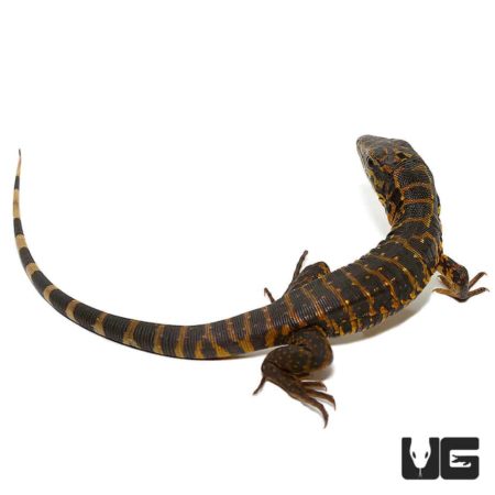 Baby Gold Tegus For Sale - Underground Reptiles