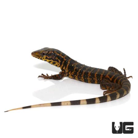 Baby Gold Tegus For Sale - Underground Reptiles