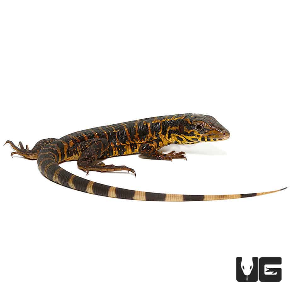 Gold Tegus For Sale Underground Reptiles