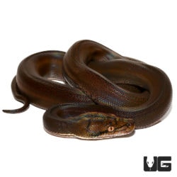Baby Golden Child Reticulated Pythons For Sale - Underground Reptiles