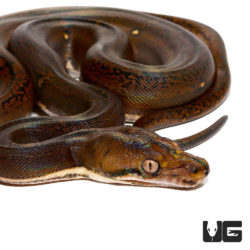 Baby Golden Child Tiger Reticulated Pythons For Sale - Underground Reptiles