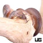 Baby Granite Spotted Pythons (Antaresia maculosa) For Sale - Underground Reptiles