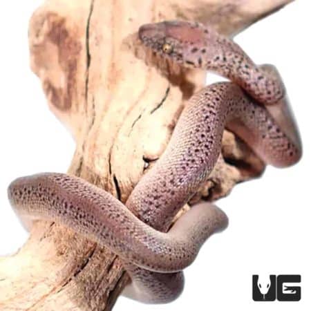 Baby Granite Spotted Pythons (Antaresia maculosa) For Sale - Underground Reptiles