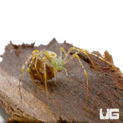 Baby Green Lynx Spider For Sale - Underground Reptiles