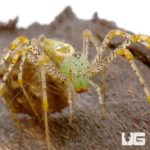 Baby Green Lynx Spider For Sale - Underground Reptiles