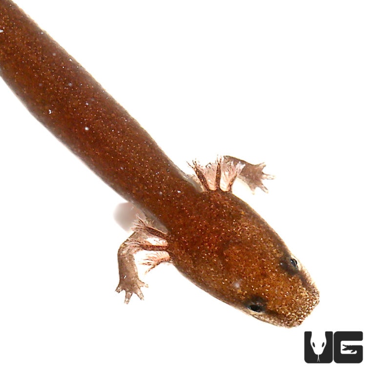 Baby Gulf Coast Water Dog (Necturus Beyeri) For Sale Underground Reptiles