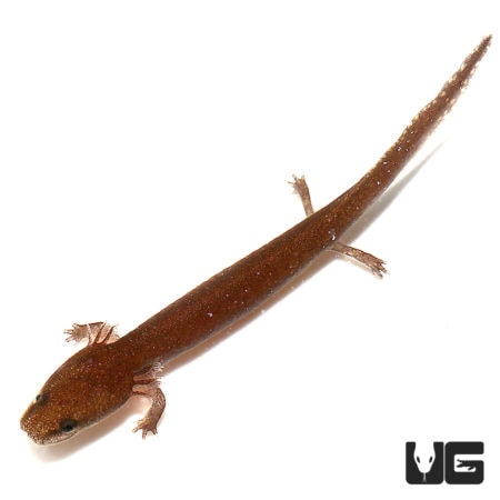 Baby Gulf Coast Water Dog For Sale - Underground Reptiles
