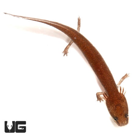 Baby Gulf Coast Water Dog For Sale - Underground Reptiles