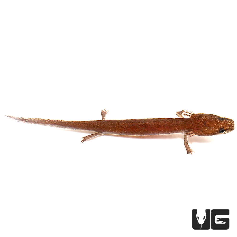 Baby Gulf Coast Water Dog (Necturus Beyeri) For Sale Underground Reptiles