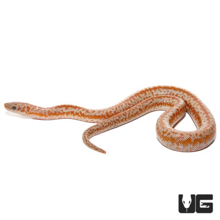Baby Rosy Boas For Sale - Underground Reptiles