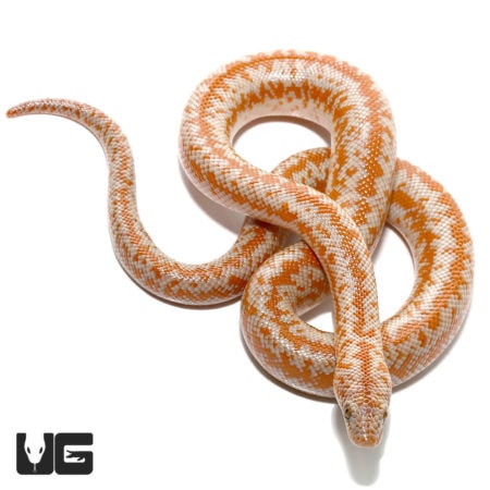 Baby Rosy Boas For Sale - Underground Reptiles