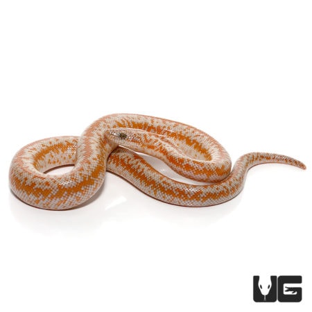 Baby Rosy Boas For Sale - Underground Reptiles