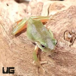 C.B. Baby Honey Australian Dumpy Tree Frog For Sale - Underground Reptiles