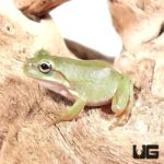 C.B. Baby Honey Australian Dumpy Tree Frog For Sale - Underground Reptiles