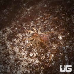 Baby Horned Nursery Web Spider (Pisaurina dubia) For Sale - Underground Reptiles