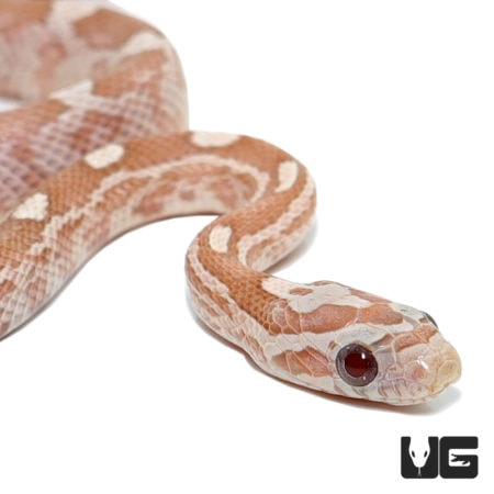 Baby Hypo Lavender Cornsnakes For Sale - Underground Reptiles