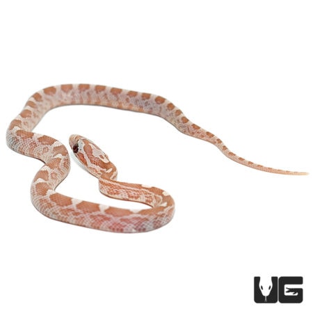 Baby Hypo Lavender Cornsnakes For Sale - Underground Reptiles