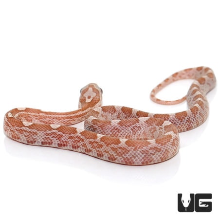 Baby Hypo Lavender Cornsnakes For Sale - Underground Reptiles