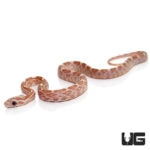 Baby Hypo Lavender Cornsnakes For Sale - Underground Reptiles