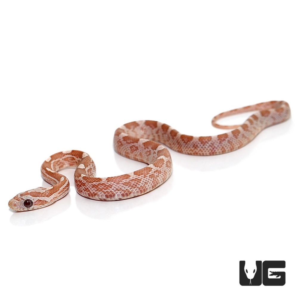 C.B. Baby Hypo Lavender Cornsnake - Underground Reptiles