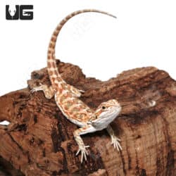 Cinnamon Leatherback Bearded Dragons (Pogona vitticeps) For Sale - Underground Reptiles