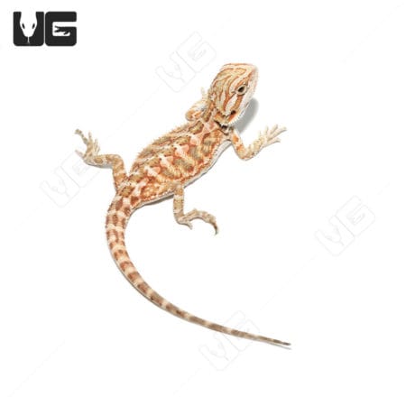 Baby Cinnamon Leatherback Bearded Dragon on white background.