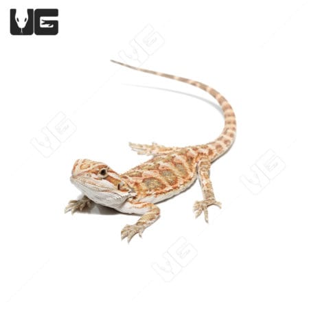 Baby Cinnamon Leatherback Bearded Dragon on white background.