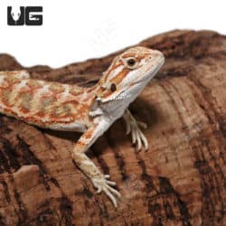 Cinnamon Leatherback Bearded Dragons (Pogona vitticeps) For Sale - Underground Reptiles