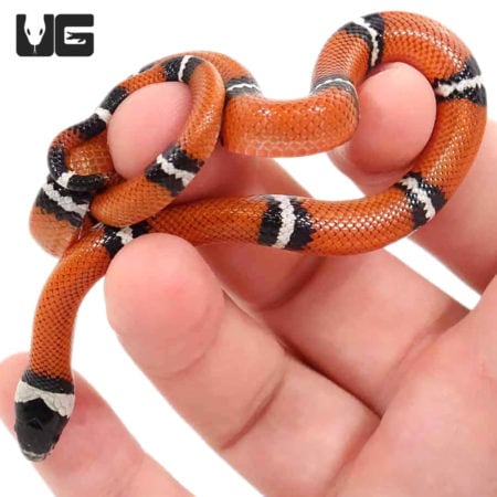 Baby Hypo Sinaloan Milksnakes For Sale - Underground Reptiles