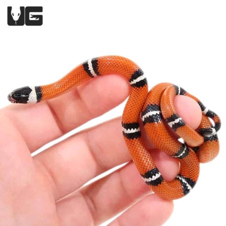 Baby Hypo Sinaloan Milksnakes For Sale - Underground Reptiles