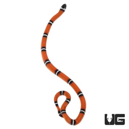 Baby Hypo Sinaloan Milksnakes For Sale - Underground Reptiles