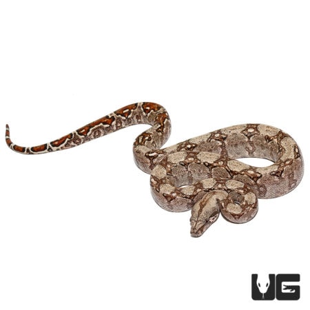 Baby Hypo Sonoran Boas For Sale - Underground Reptiles
