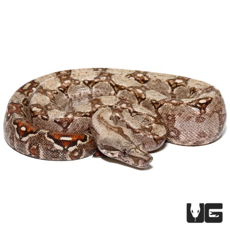 Baby Hypo Sonoran Boas For Sale - Underground Reptiles