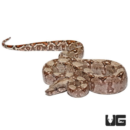 Baby Hypo Sonoran Boas For Sale - Underground Reptiles