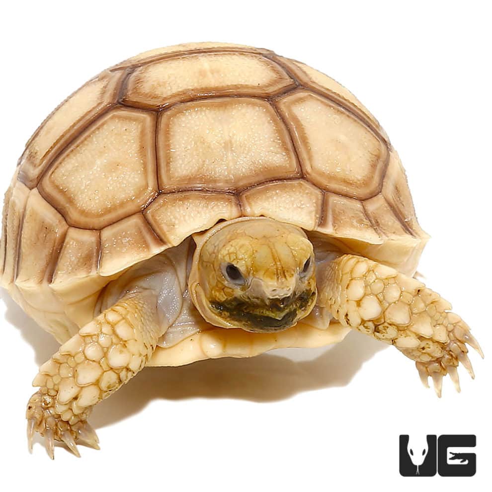 Baby Hypo Sulcata Tortoise - Underground Reptiles