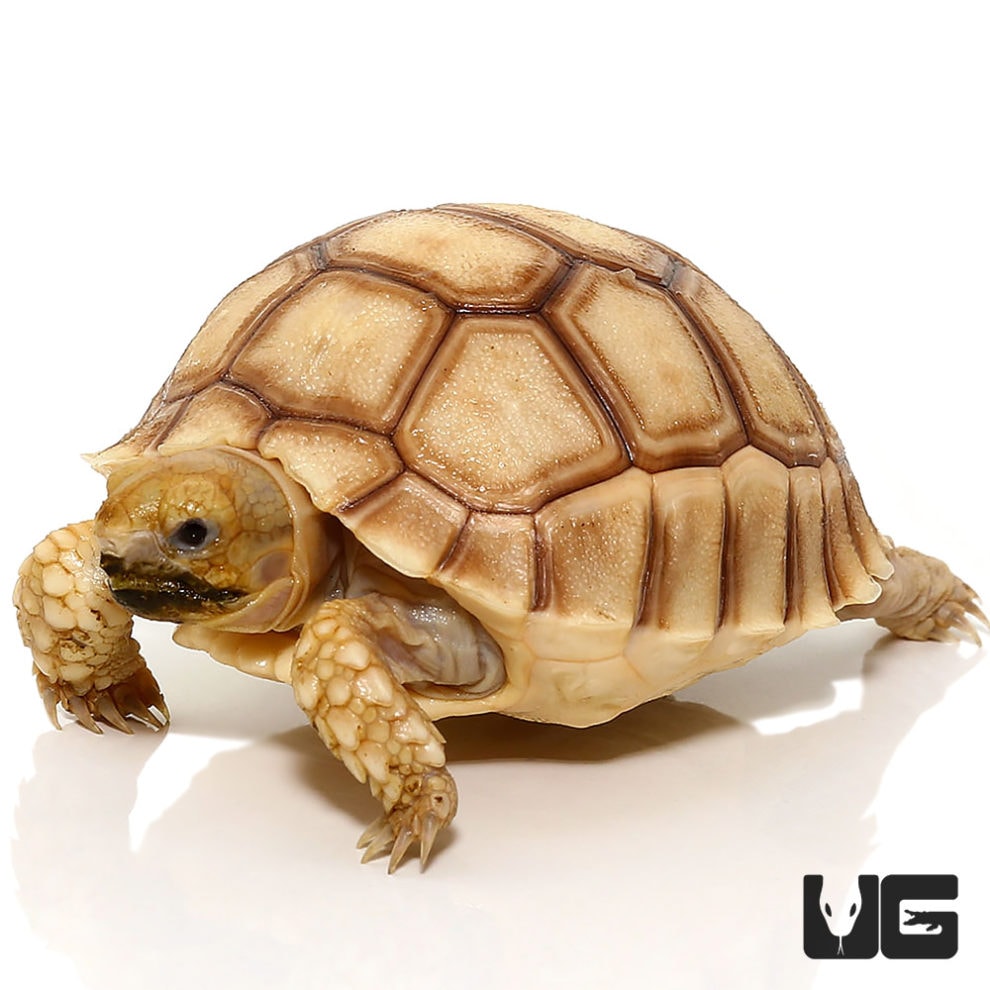 Baby Hypo Sulcata Tortoise - Underground Reptiles