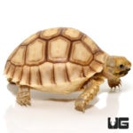Baby Hypo Sulcata Tortoises For Sale - Underground Reptiles