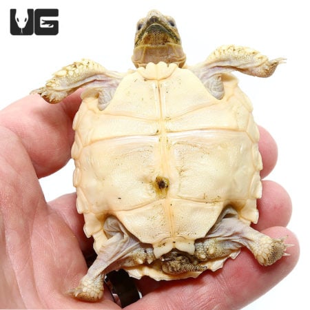 Baby Hypo Sulcata Tortoises For Sale - Underground Reptiles