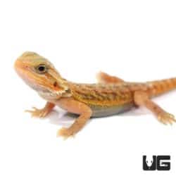 Baby Hypo Translucent Bearded Dragons For Sale - Underground Reptiles