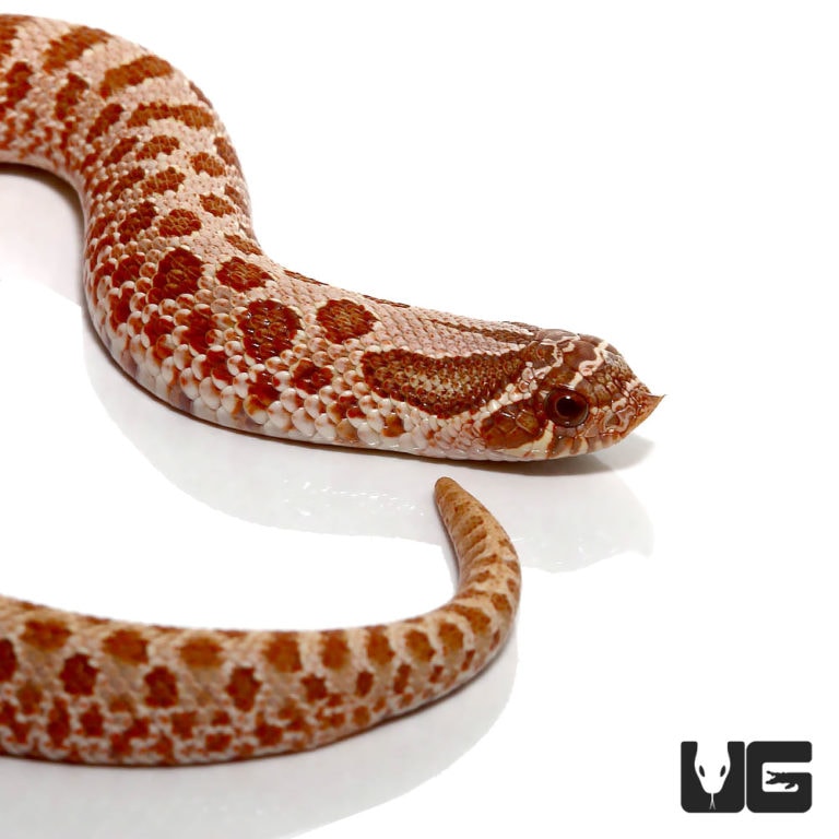 Baby Hypo Western Hognose Snake - Underground Reptiles