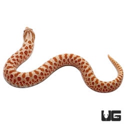 Baby Hypo Western Hognose Snakes For Sale - Underground Reptiles