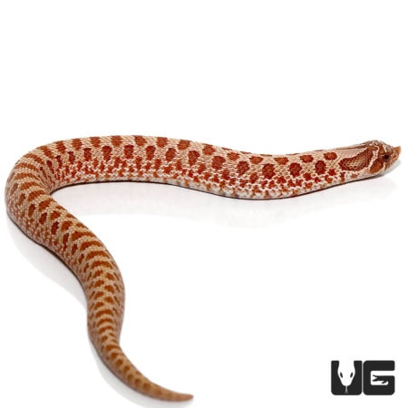 Baby Hypo Western Hognose Snakes For Sale - Underground Reptiles