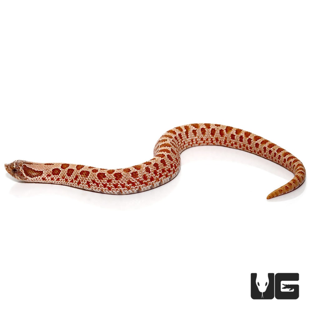 Baby Hypo Western Hognose Snake - Underground Reptiles