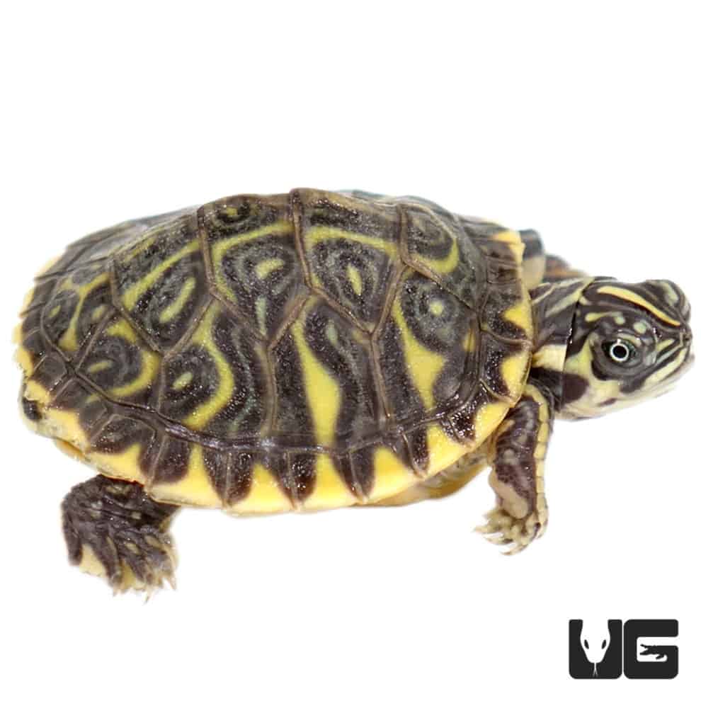 Baby Hypo Yellowbelly Slider Turtle For Sale - Underground Reptiles