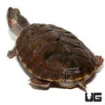 Baby Indian Brown Roofed Turtles For Sale - Underground Reptiles