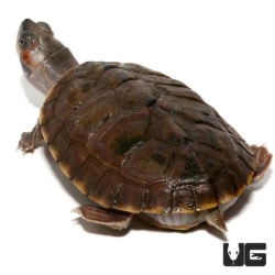Baby Indian Brown Roofed Turtles For Sale - Underground Reptiles