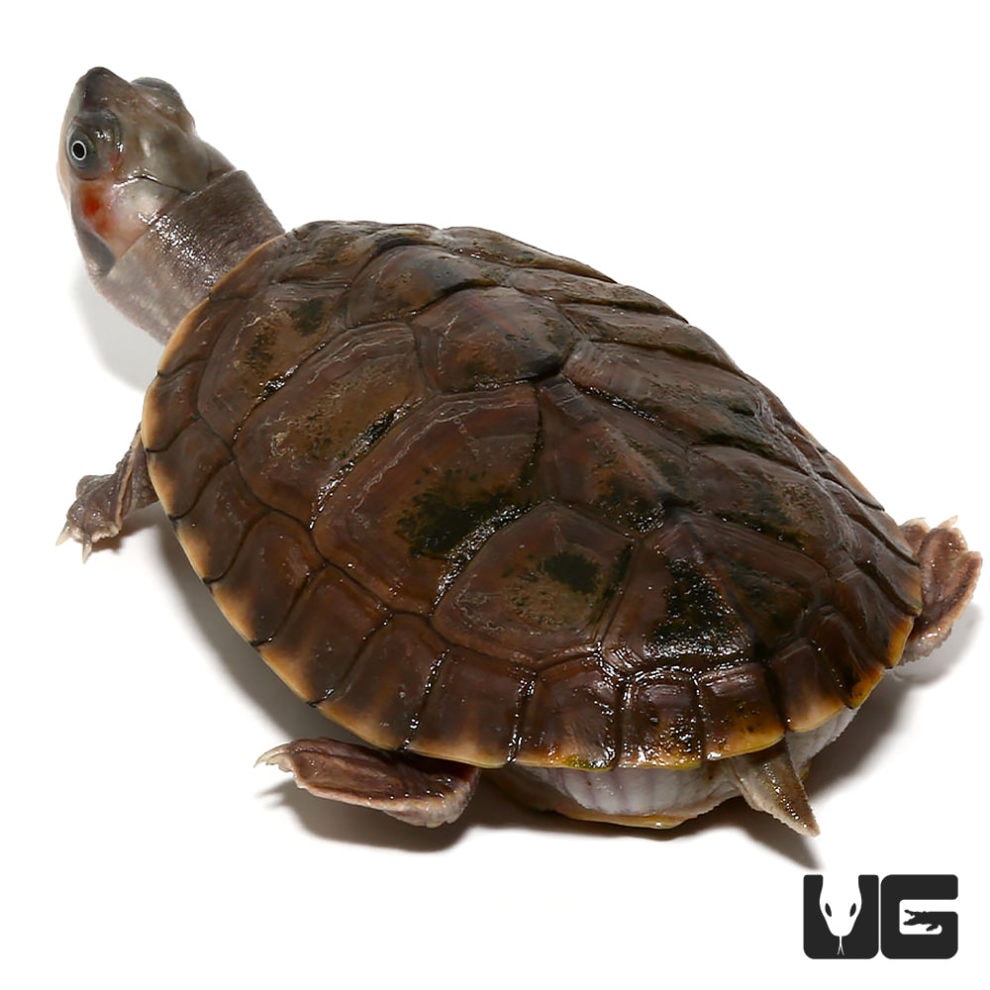 Baby Indian Brown Roofed Turtle - Underground Reptiles