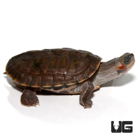 Baby Indian Brown Roofed Turtle - Underground Reptiles