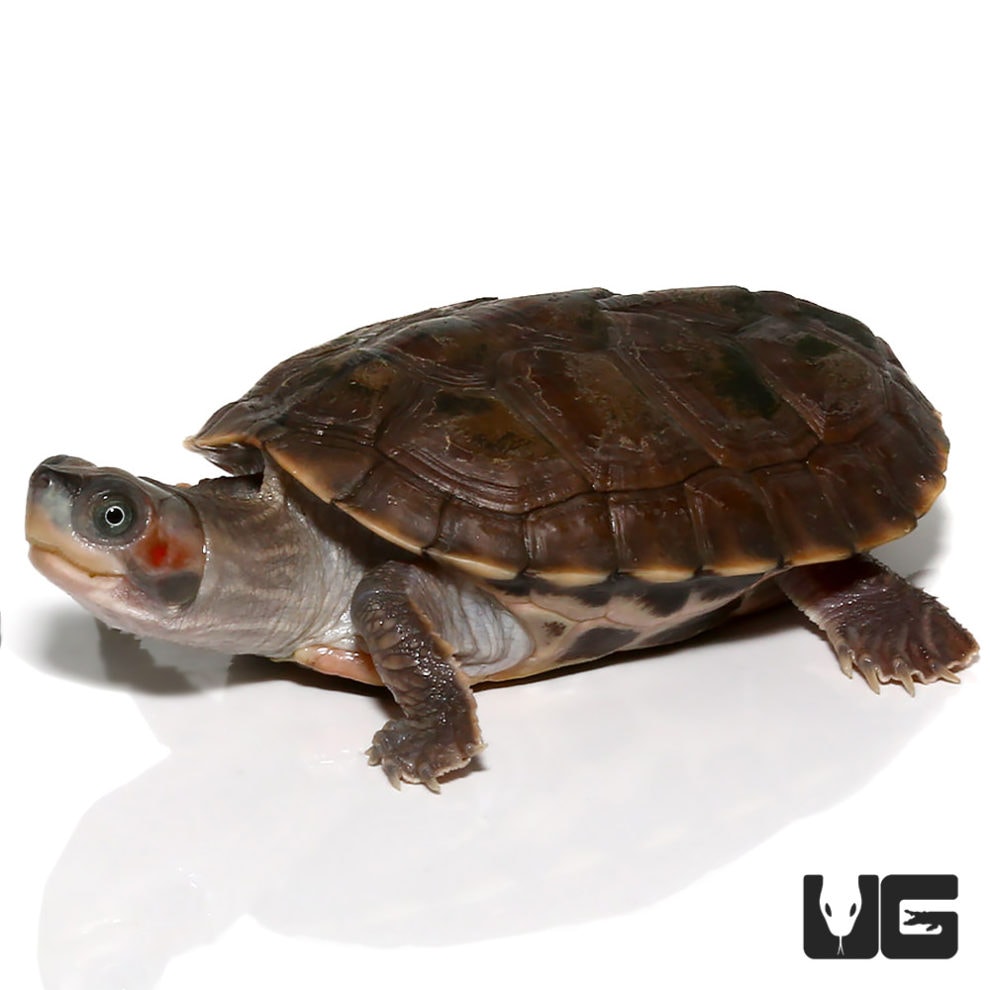 Baby Indian Brown Roofed Turtle - Underground Reptiles