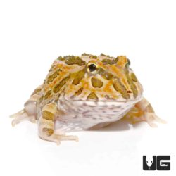 Inferno Pacman Frogs For Sale - Underground Reptiles